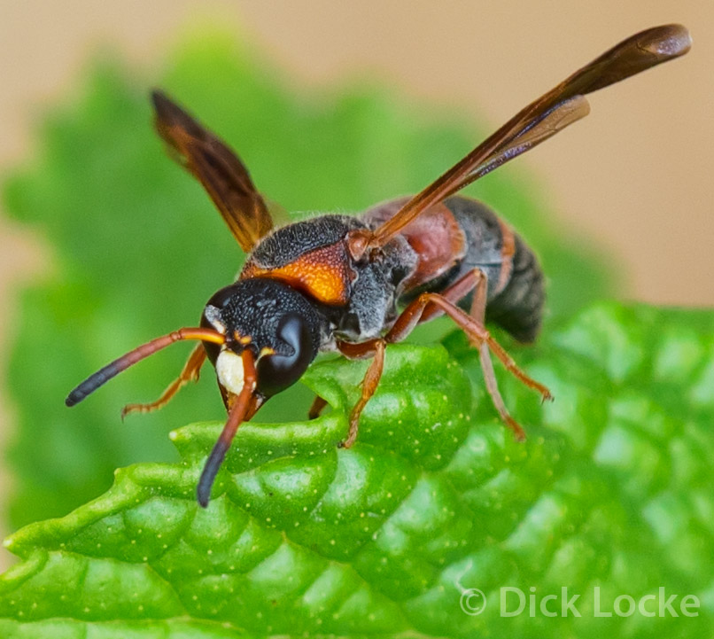 Wasp Pictures Woodlands Area By Dick Locke